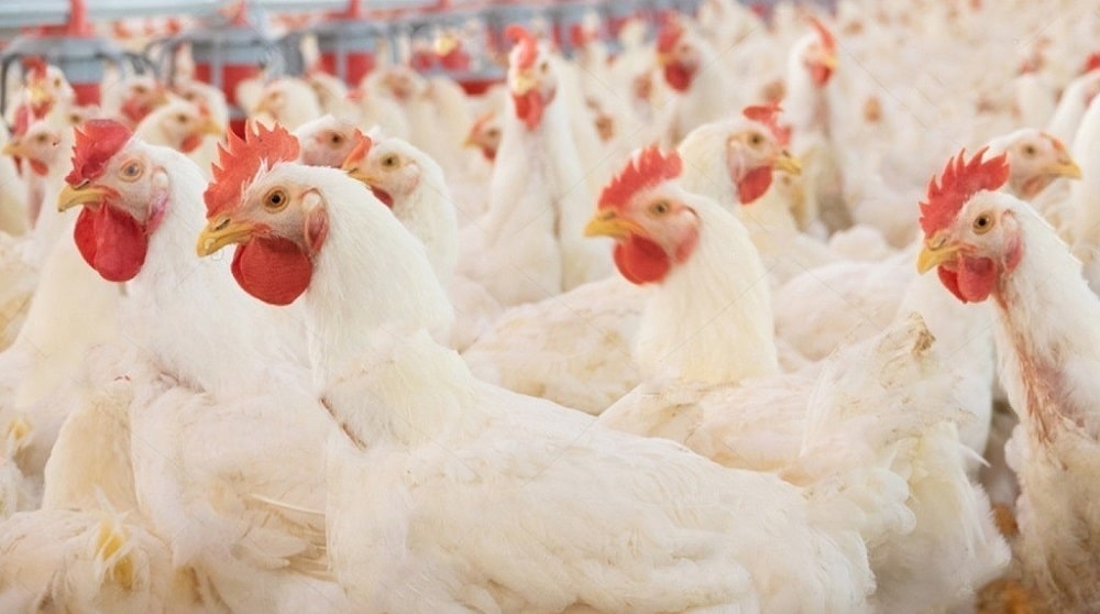 LHC Upholds CCP’s Power to Conduct Inquiry Against Poultry Feed Manufacturers