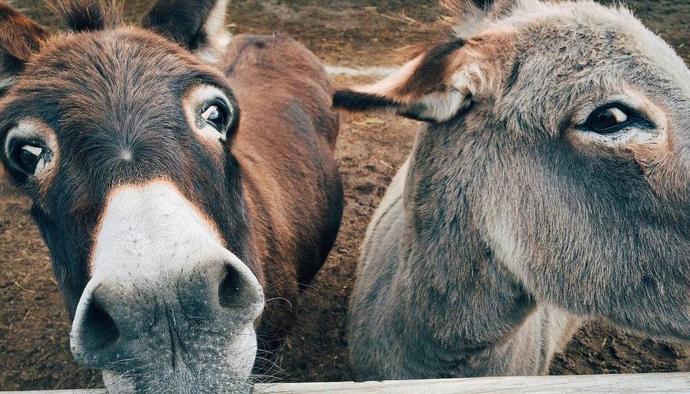 Senate Panel Recommends Increasing Donkey Exports to China