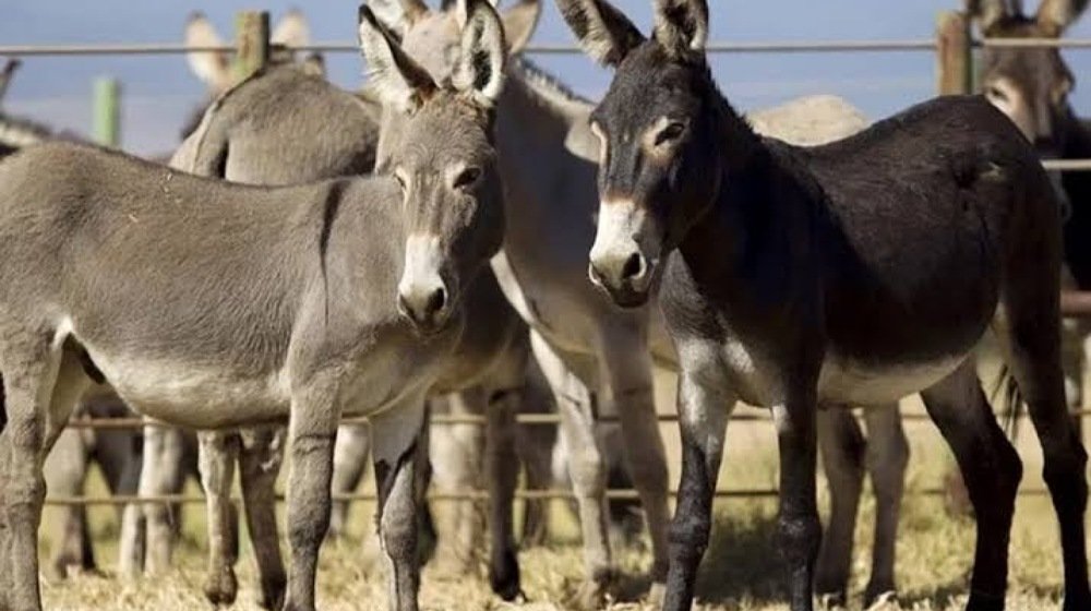 China-Pakistan Donkey Industry Push Promises Billions in Rural Development
