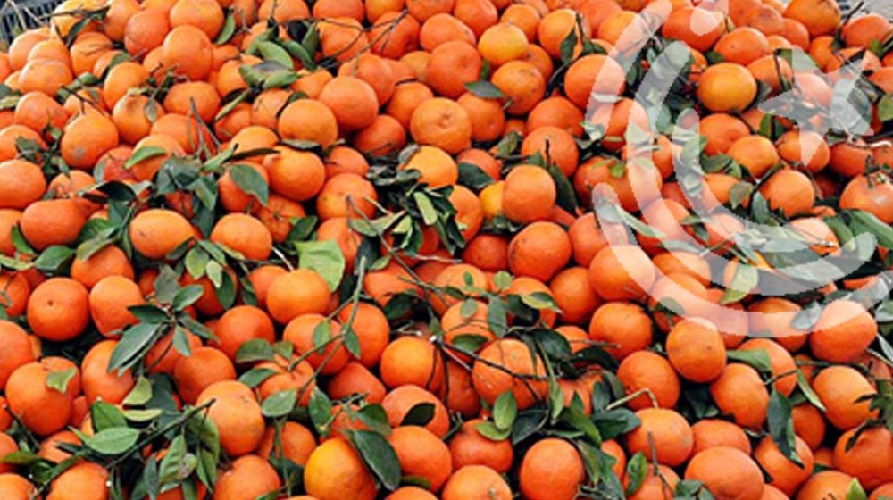 Kinnow Exporters Concerned As Afghanistan Hikes Customs Duty by 43%