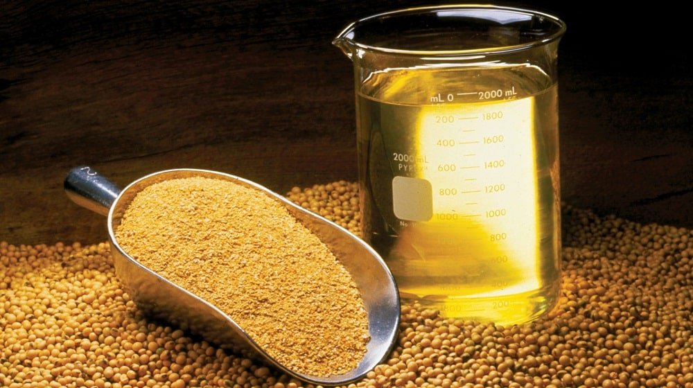 Oilseed Prices Remain Down Despite Lower Production 
