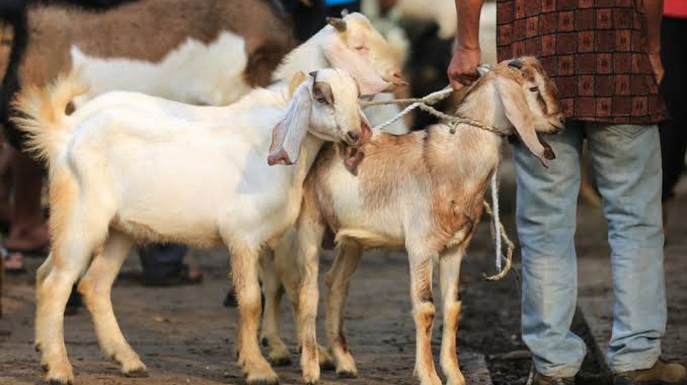 Audit Uncovers Fake Deliveries in Rs. 20 Million Livestock Vaccine Scam
