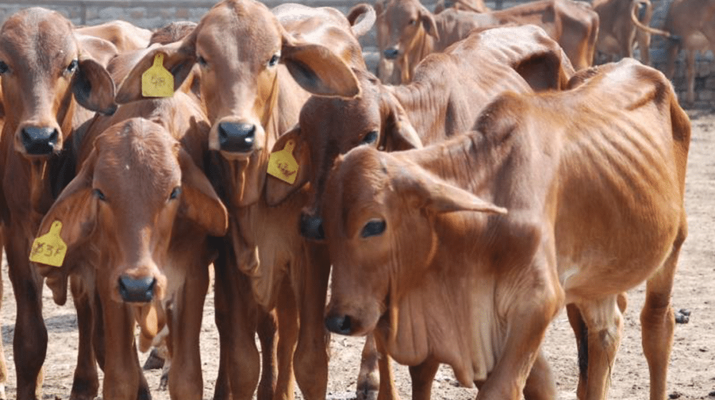 Punjab Govt Imposes Ban on Slaughter of Female Animals