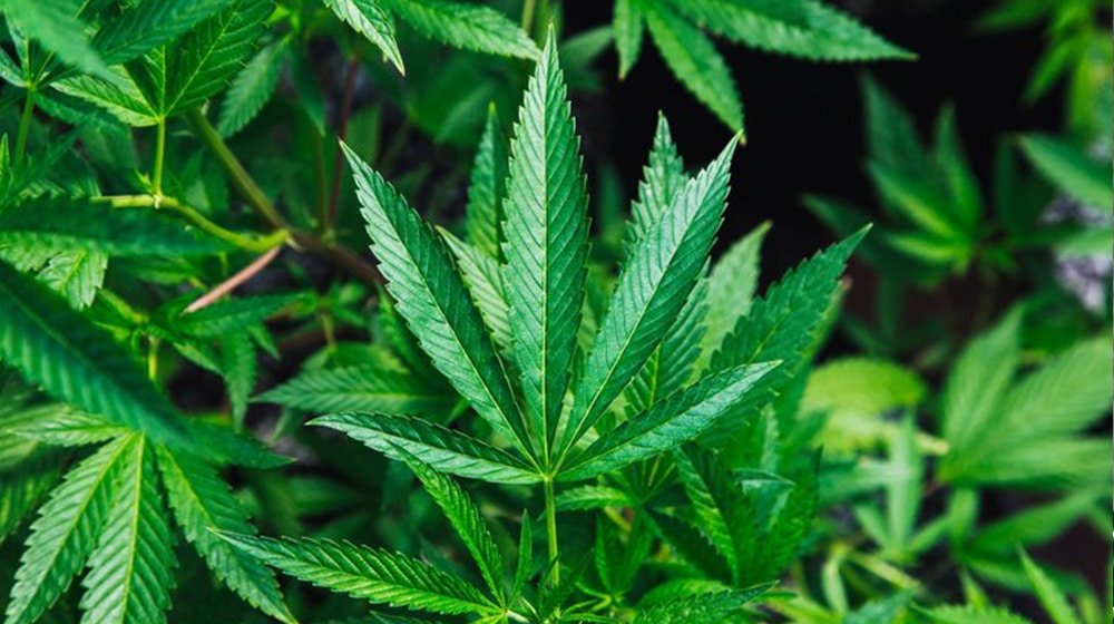 Govt to Spend Nearly Rs. 2 Billion on Producing Cannabis and Hemp