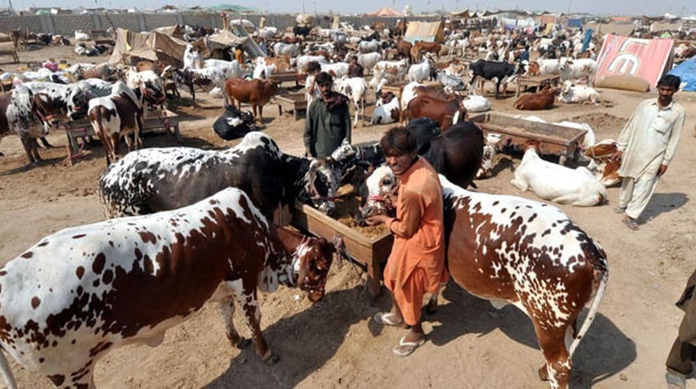 Cow and Goat Prices Stun Buyers in Cattle Markets