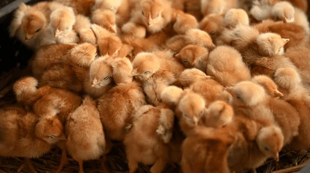 Govt Includes Chicks in Luxury Items in New Budget