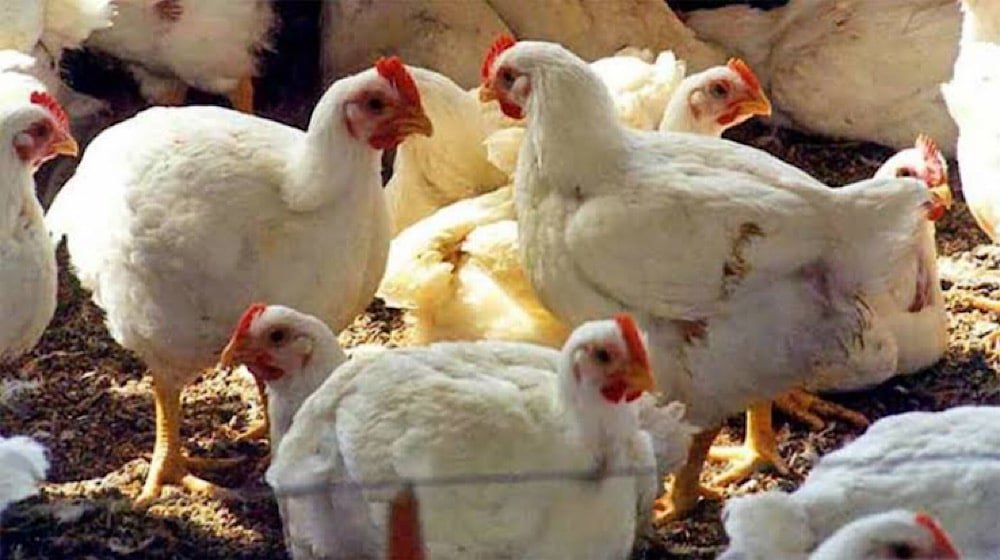 CM Punjab Takes Action Against High Chicken Prices