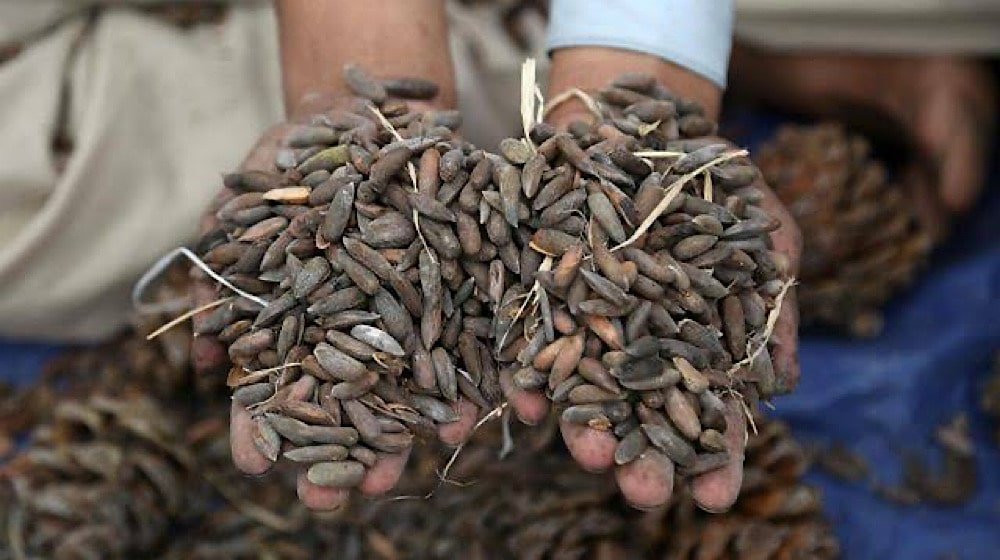 Chilgoza Price Drops Massively in Pakistan