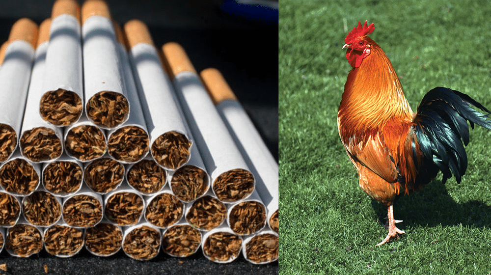 Rs. 450 Billion Tax Evasion in Poultry and Tobacco Sectors: FBR Chairman