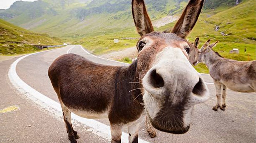 Govt Lifts Ban on Donkey Hide Exports, Sets Strict New Conditions