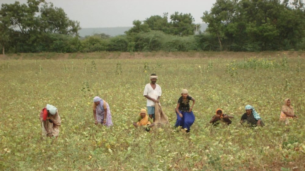 Industries Minister Directs to Ensure Urea, DAP Availability For Farmers in Kharif Season