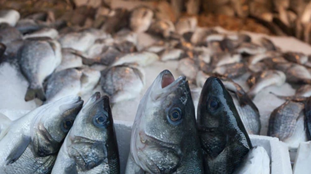 Pakistan’s Seafood Exports Rise to $173.75 Million in 5 Months