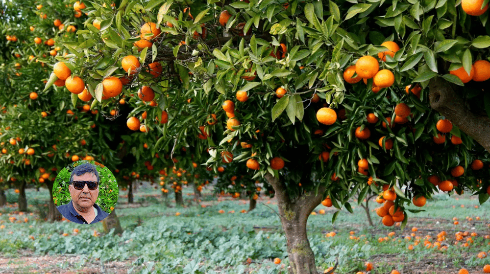 Sargodha and Griffith (Australia) – Synergies For Orange Production