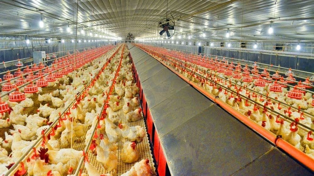 Poultry Prices Drop Sharply in Karachi After Problems at Afghanistan Border
