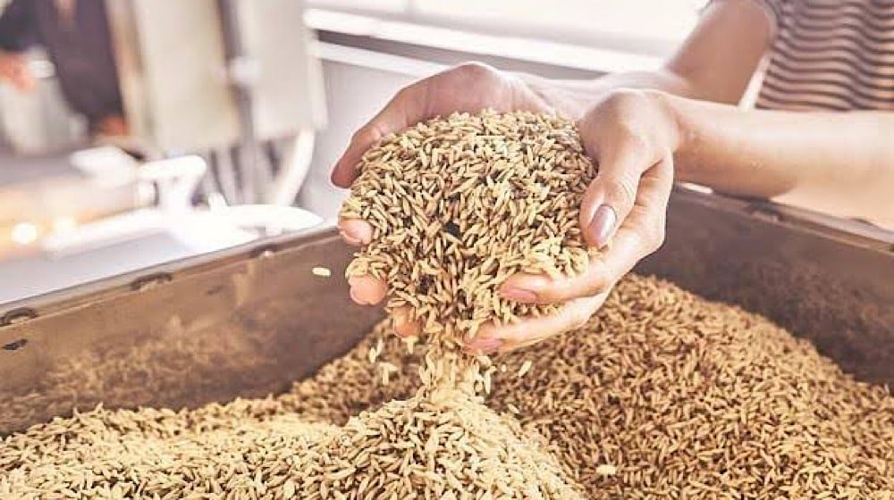 Govt Will Not Procure Wheat This Year, PASSCO Being Wound Up