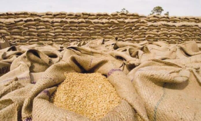 Govt Misses Wheat Production Target for Rabi Season 2024-25
