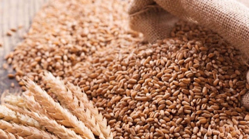 PBC Urges Govt to Immediately Restore Wheat Support Price to Protect Farmers