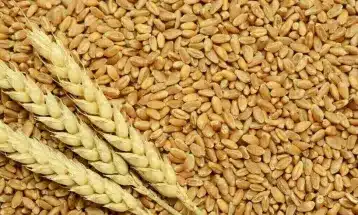 Govt Fixes Wheat Procurement Price at Rs. 3,500 Per 40 KG for 2025-26